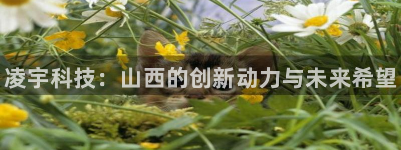 新宝gg平台注册登录指南